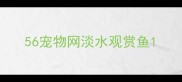 56宠物网淡水观赏鱼