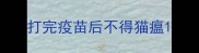 打完疫苗后不得猫瘟