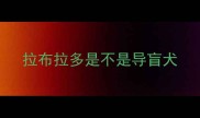 拉布拉多是不是导盲犬