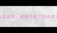 哈士奇边牧混血犬超萌外表下的高智商伴侣犬全