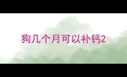 狗几个月可以补钙