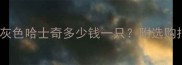 哈士奇价格全灰色哈士奇多少钱一只附选购指南与饲养成本