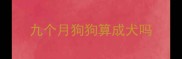 九个月狗狗算成犬吗
