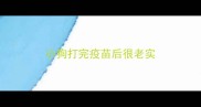 小狗打完疫苗后很老实