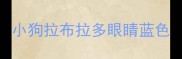 小狗拉布拉多眼睛蓝色