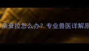 两个月大幼犬耳朵耷拉怎么办专业兽医详解原因与护理指南