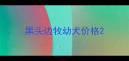 黑头边牧幼犬价格