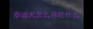 泰迪犬怎么养吃什么