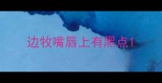 边牧嘴唇上有黑点