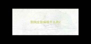 狗狗皮肤病喷什么药