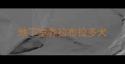 地下室养拉布拉多犬