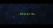 小狗狗取什么名字好