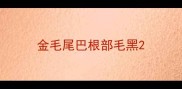金毛尾巴根部毛黑