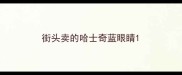 街头卖的哈士奇蓝眼睛