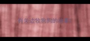 有关边牧狗狗的故事