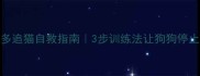 拉布拉多追猫自救指南3步训练法让狗狗停止扑猫焦虑