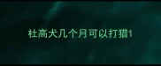 杜高犬几个月可以打猎