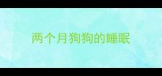 两个月狗狗的睡眠