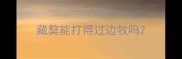 藏獒能打得过边牧吗