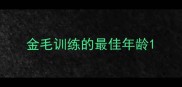 金毛训练的最佳年龄