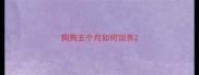 狗狗五个月如何饲养