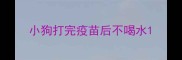 小狗打完疫苗后不喝水