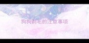 狗狗剃毛的注意事项