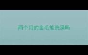 两个月的金毛能洗澡吗
