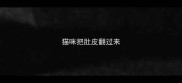 猫咪把肚皮翻过来