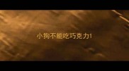 小狗不能吃巧克力
