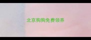 北京狗狗免费领养