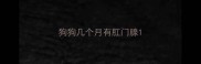 狗狗几个月有肛门腺