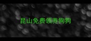 昆山免费领养狗狗