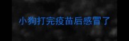 小狗打完疫苗后感冒了