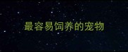 最容易饲养的宠物