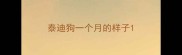 泰迪狗一个月的样子