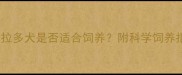 新手必看拉布拉多犬是否适合饲养附科学饲养指南与避坑指南