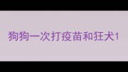 狗狗一次打疫苗和狂犬