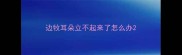 边牧耳朵立不起来了怎么办