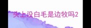 头上没白毛是边牧吗