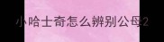 小哈士奇怎么辨别公母