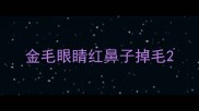 金毛眼睛红鼻子掉毛