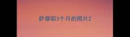 萨摩耶3个月的照片