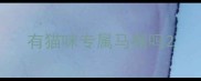 有猫咪专属马桶吗