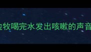 边牧喝完水发出咳嗽的声音