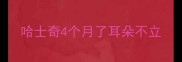 哈士奇4个月了耳朵不立