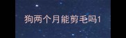 狗两个月能剪毛吗
