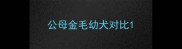 公母金毛幼犬对比