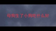 母狗生了小狗吃什么好