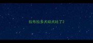 拉布拉多犬幼犬吐了